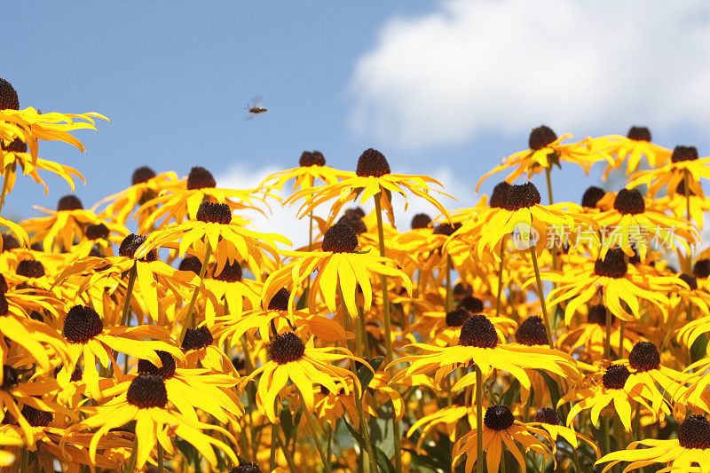 黑眼苏珊的Patch of black eyed Susan (Rudbeckia hirta)